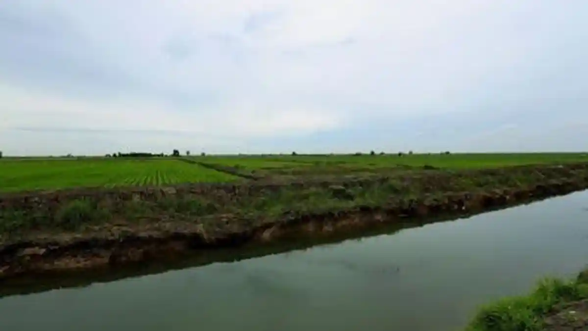 14 Ribu Hektare Lahan Rawa di Kaltim Bakal Disulap Jadi Lumbung Pangan