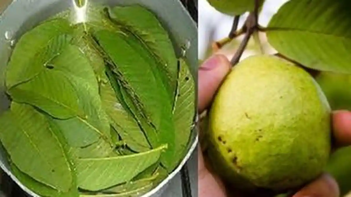 Cegah Kanker Hanya Pakai Air Rebusan Daun Jambu Biji, Seperti Ini Cara Memanfaatkannya!