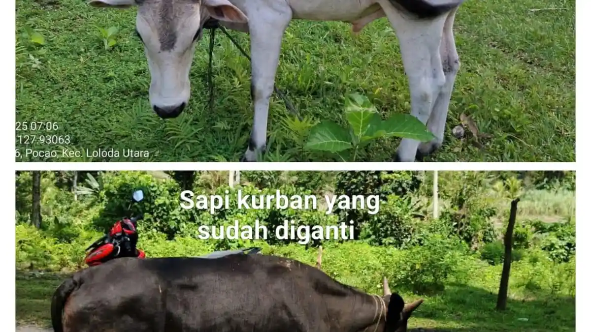 Pemprov Maluku Utara Ganti Sapi Bantuan yang Tak Sesuai Spesifikasi Sebelum Idul Adha