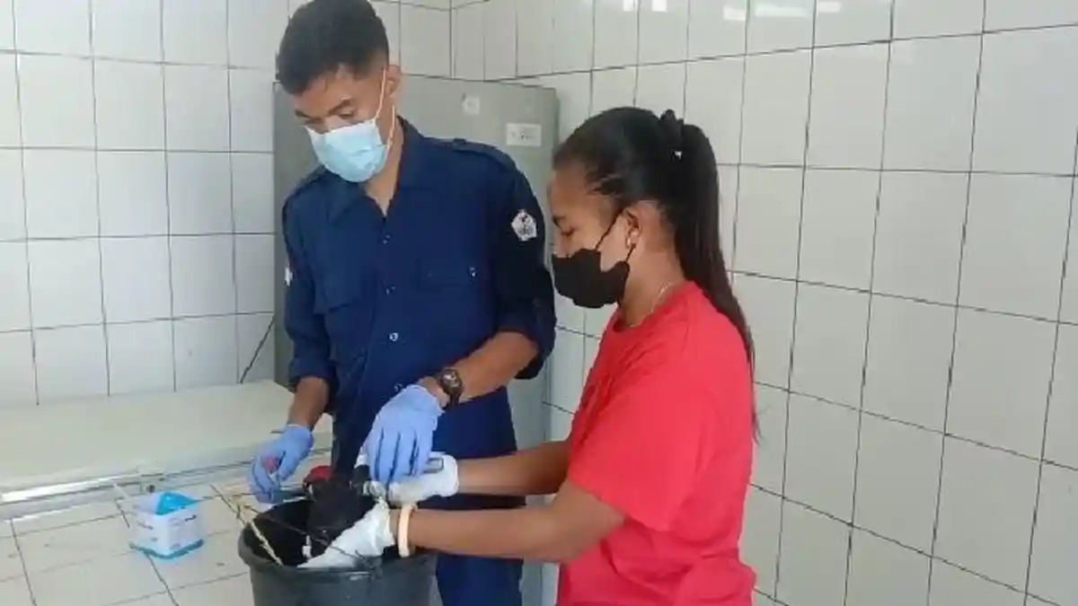 BREAKING NEWS: Seekor Anjing Mati Setelah Gigit Bocah di Sikka