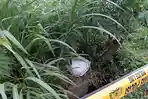 mayat-desy-ditemukan-di-sawah.jpg