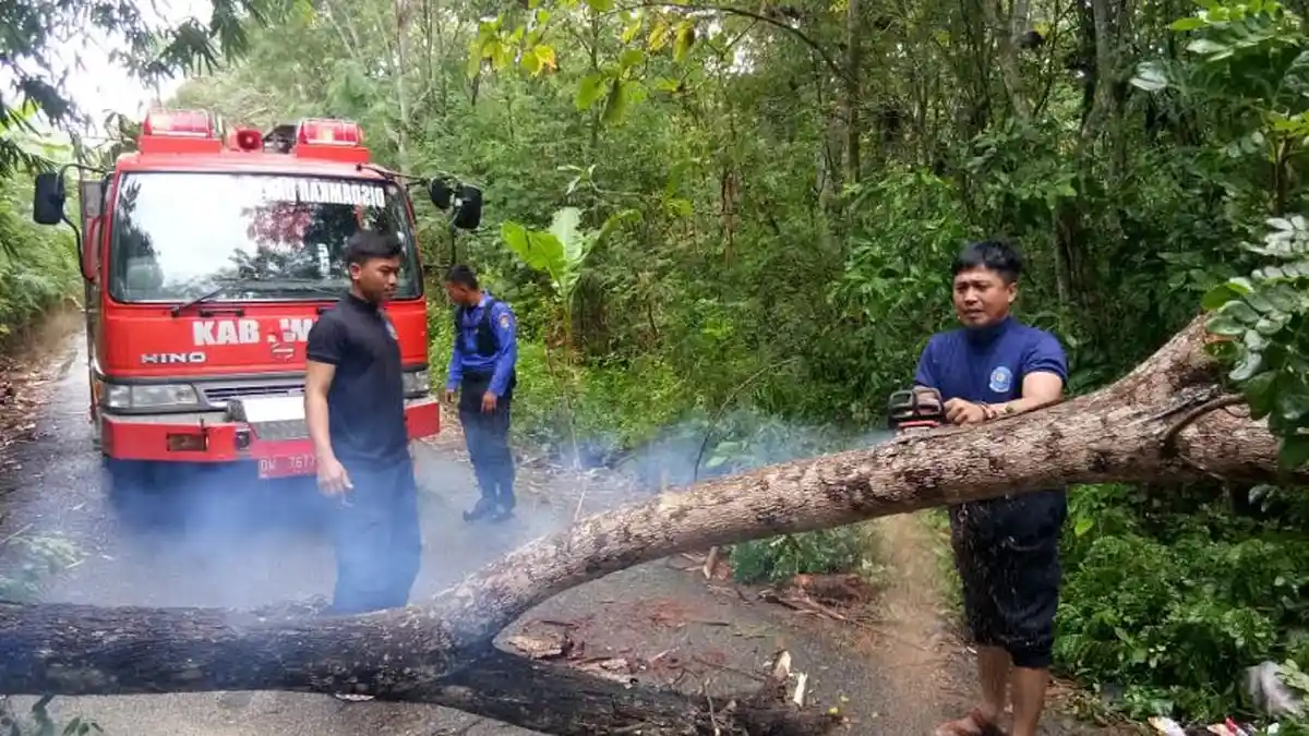 Musim Hujan, Waspada Pohon Tumbang di Wajo