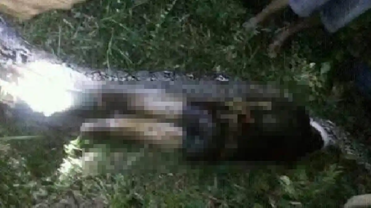 Telan Petani Sawit, Beginilah Kondisi Ular Piton Setelah Kepalanya Dihancurkan dan Perutnya Dibelah