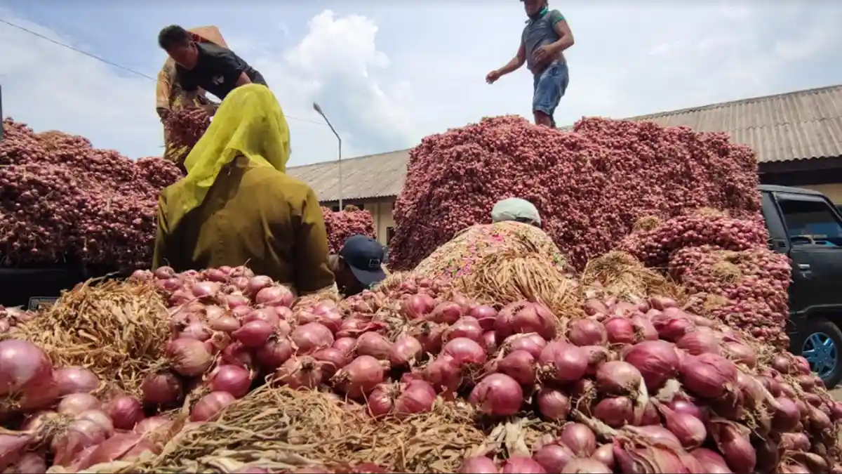 Harga Anjlok dan Sepi Pembeli, Pedagang Bawang Merah di Probolinggo Rugi