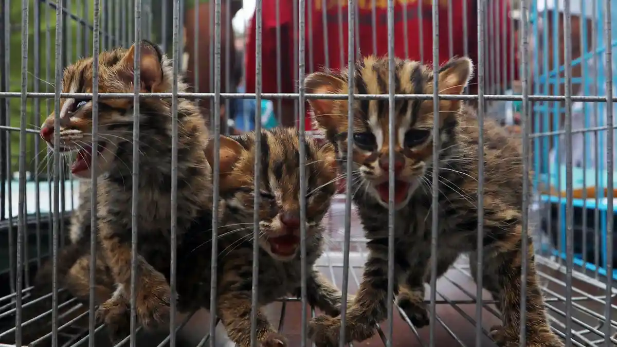 Seorang Penumpang Thai Airways Ditahan Usai Kepergok Bawa Bayi Macan Tutul