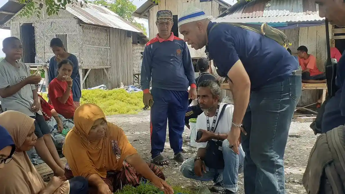 Harga Rumput Laut Alor Tertinggi di NTT