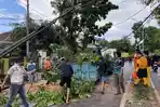 Pohon Tumbang di Karang Rejo Banjarbaru, Sempat Tutupi Jalan dan Timpa Kabel Telekomunikasi