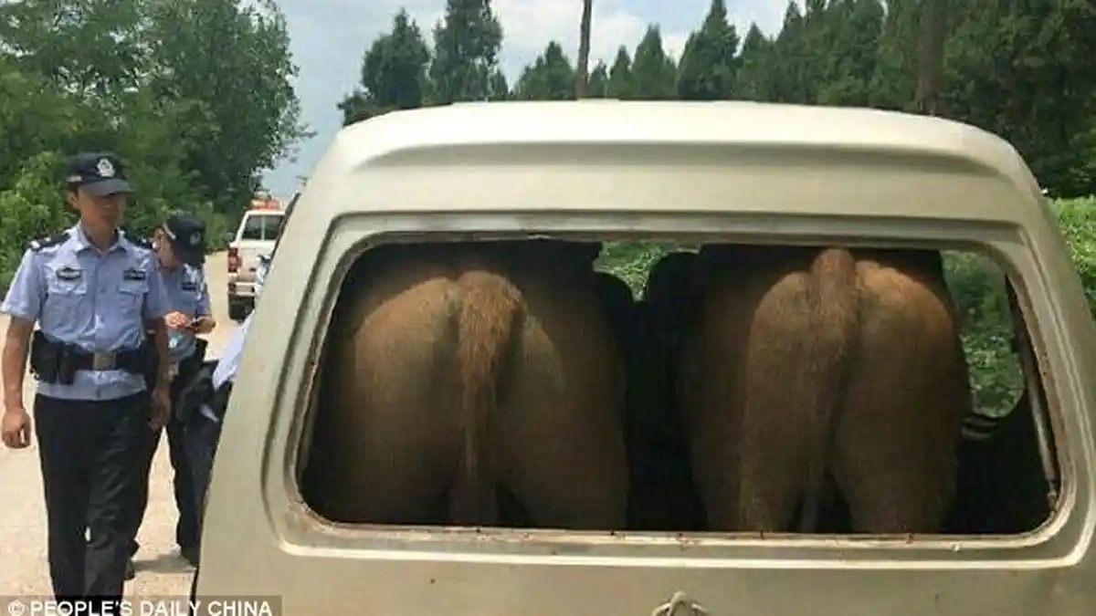 Selain 2 Sapi Gemuk, Isi Mini Van Ini Tak Terduga, Polisi pun Menangkap Pemiliknya