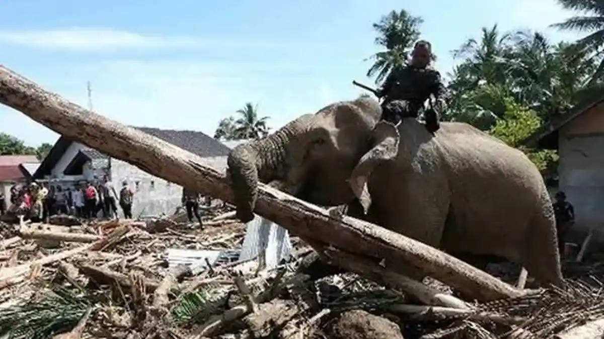 BKSDA Aceh Ungkap Kondisi Kesehatan 4 Gajah Jinak setelah Bantu Bersihkan Puing Sisa Banjir