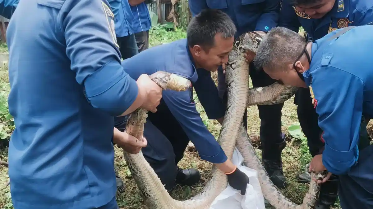 Sering Memangsa Kucing Warga Ular Sanca Sepanjang 4,5 Meter Dievakuasi Damkar 