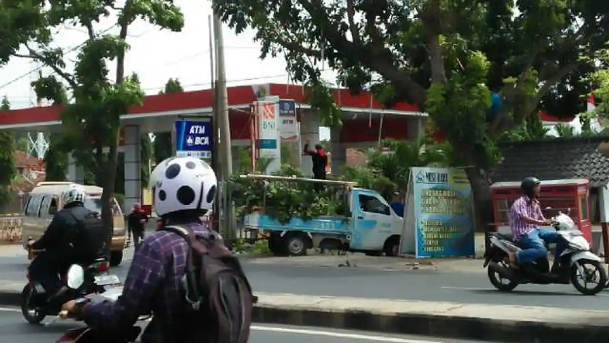 (FOTO) Petugas PLN Bersihkan Ranting yang Menempel di Kabel Listrik