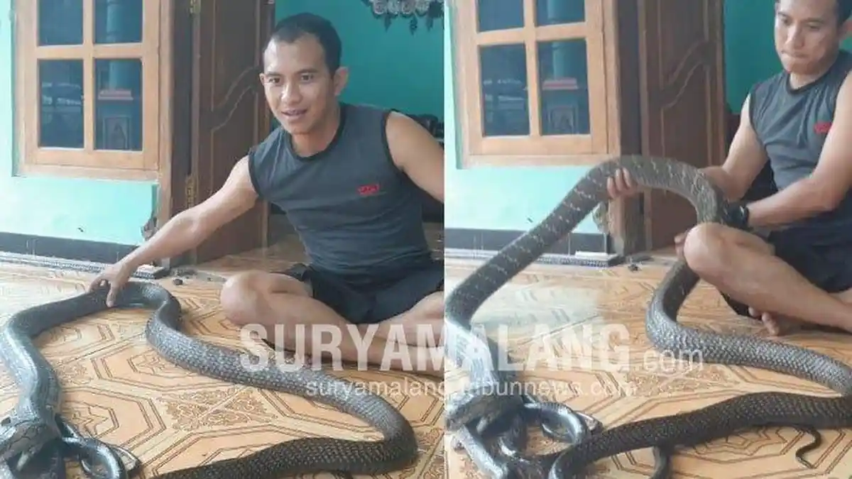 Pemuda Ini Pelihara Ular King Kobra, Kerap Tidur Bersama di Kamar, Ternyata Ada Ular Lain di Rumah