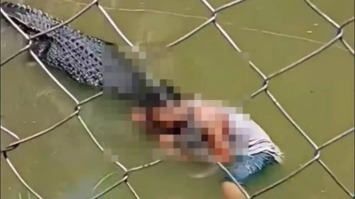 Turis Nyaris Tewas setelah Nekat Masuk ke Kandang Buaya dan Ambil Foto Selfie, Dapat 50 Jahitan