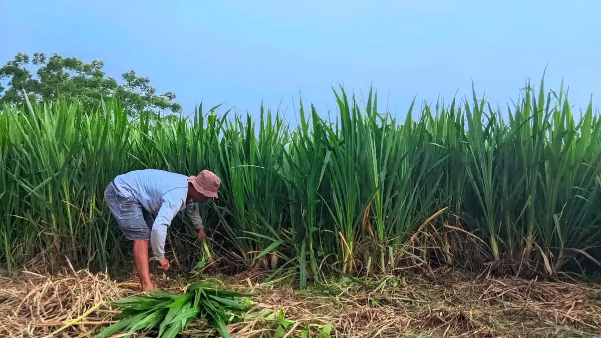 Ijal Saleh, Petani Rumput Gajah di Gorontalo Ngaku Raup Belasan Juta Rupiah Setiap Produksi 