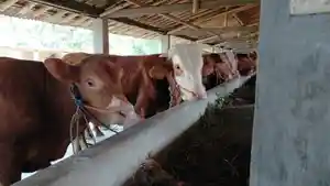 20260525-harga-sapi-kurban-banyumas.jpg