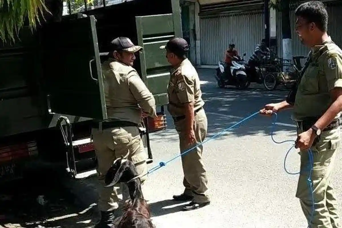 Suka Makan Celana Dalam, Kambing-kambing ini Bikin Resah Warga, Satpol PP Turun Tangan