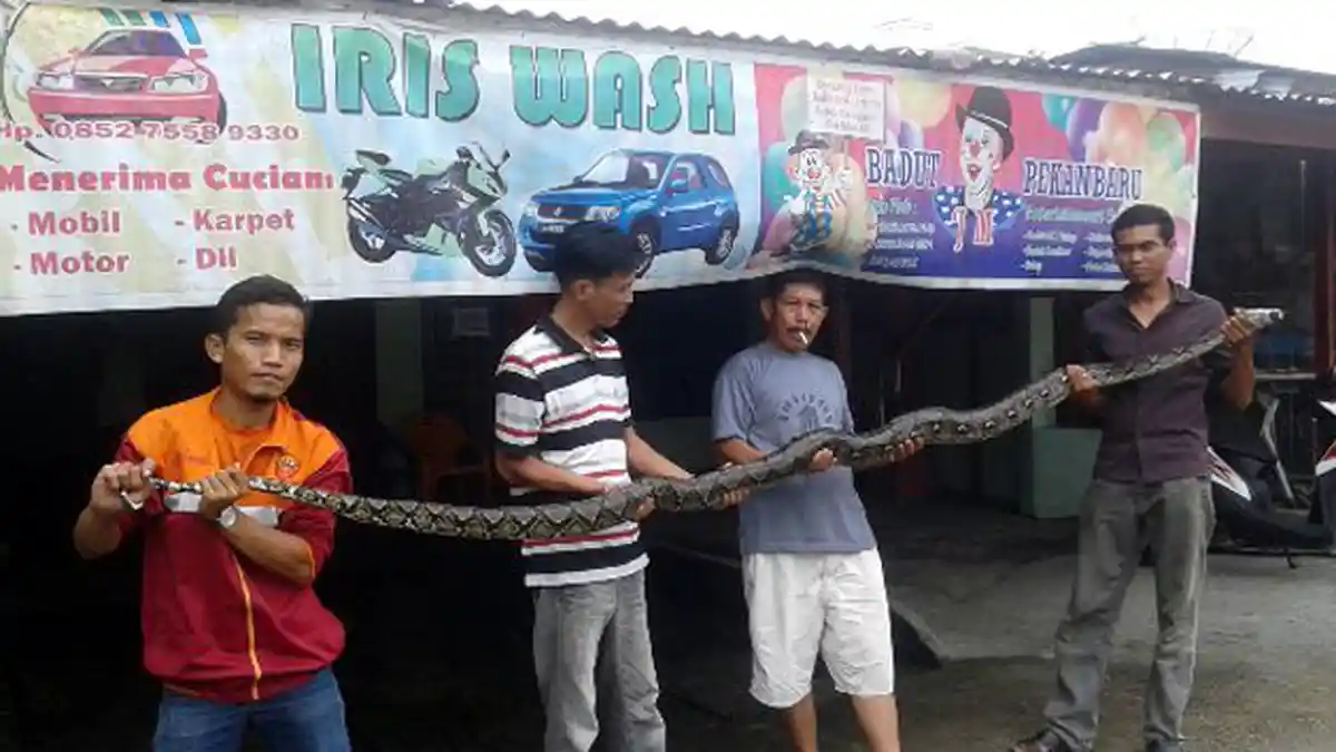 Sang Pawang Tangkap Ular Sepanjang 5 Meter yang Akan Memangsa Ayam