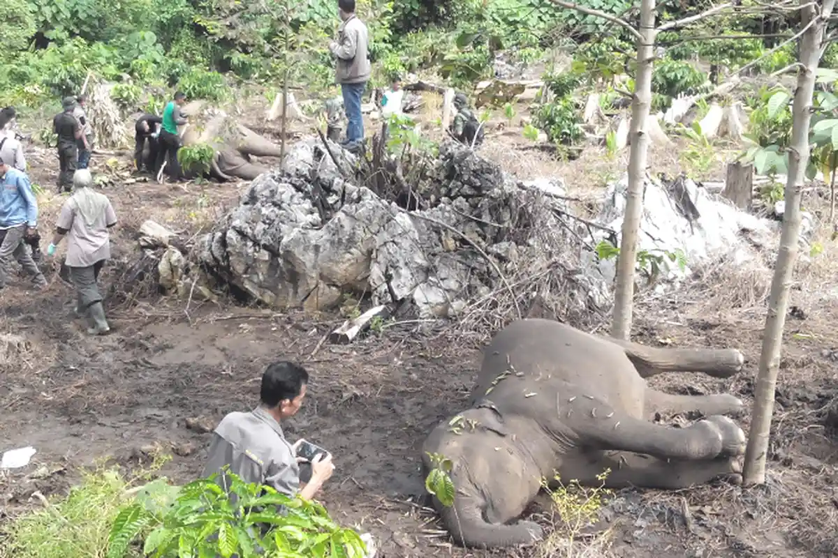 Ditemukan Terluka di Lembah Seulawah, Tim BKSDA Obati Seekor Gajah Liar