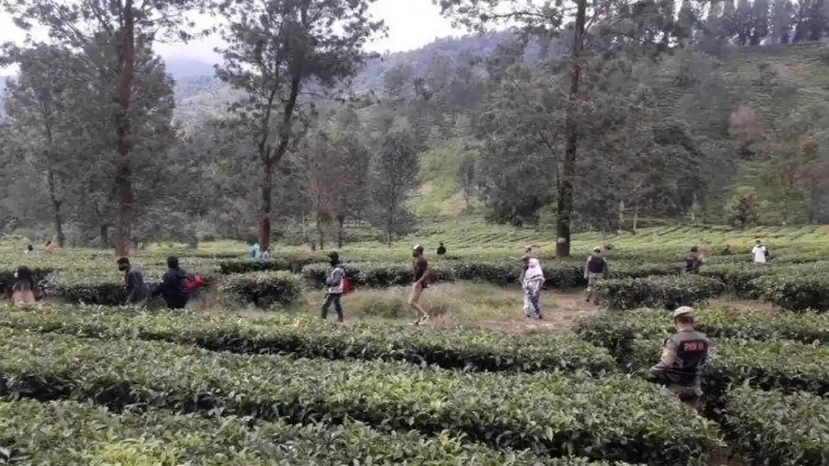 Cegah Covid-19, Aparat Bubarkan Kerumunan Wisatawan di Area Kebun Teh Puncak Bogor
