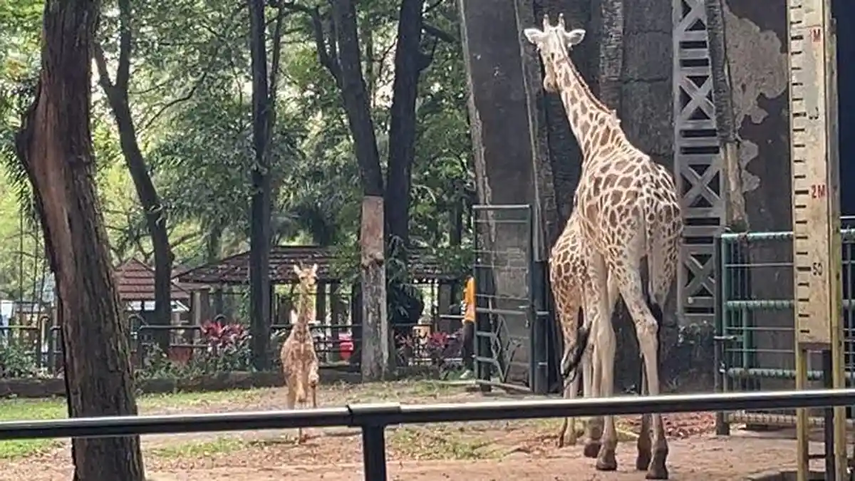 Setiap Sabtu Kebun Binatang Ragunan Buka Sampai Malam, Simak Daftar Atraksinya