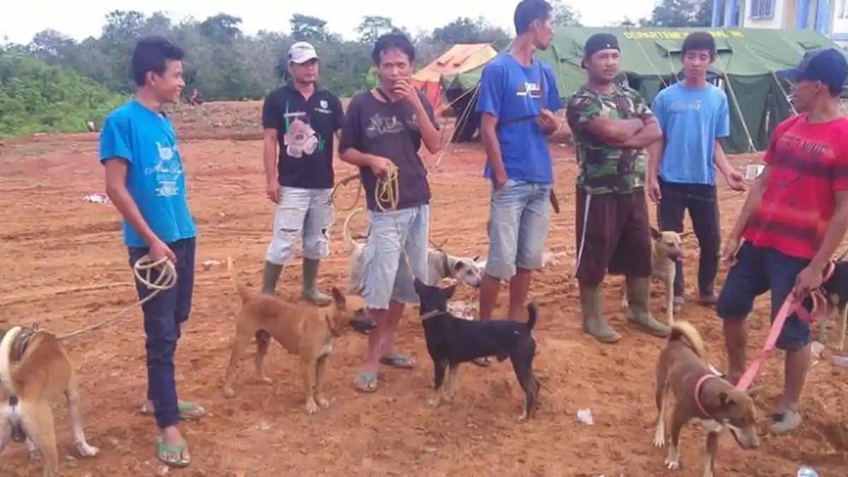 Siswa SD Ini Gemar Ajak Anjing Berburu Babi Hutan di Bengkulu
