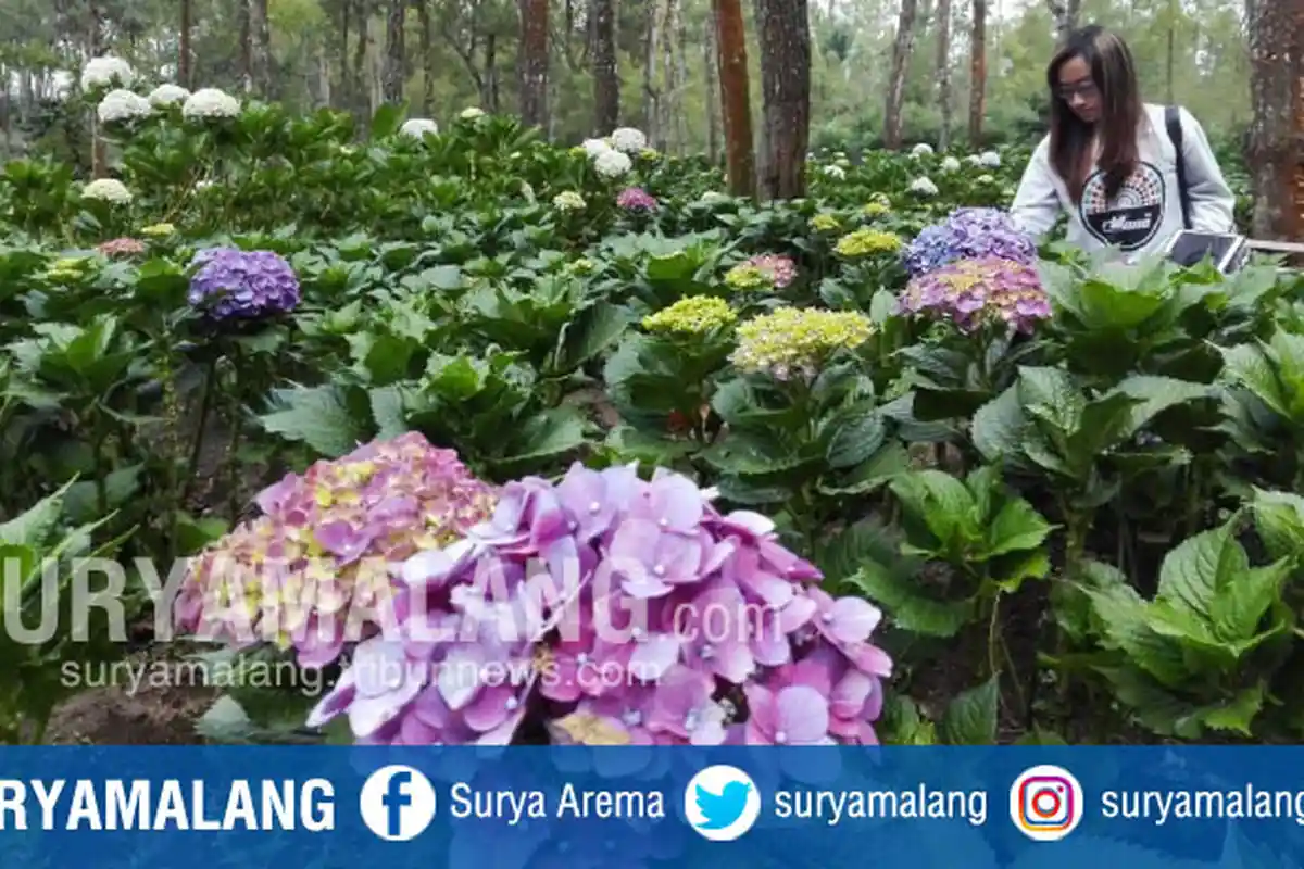 Yuk Kunjungi Coban Talun di Kota Batu, Bunga Indah Ini Sudah Mulai Mekar