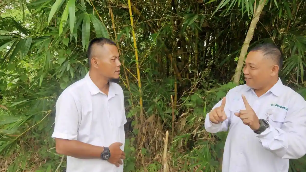 Punya Segudang Manfaat, Hutan Bambu di Regaloh Dilestarikan KPH Pati