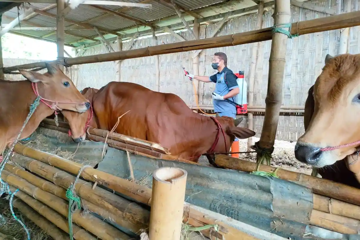 Mobil yang Angkut Sapi dan  yang Dijual di Pasar Hewan Pamekasan Diperiksa Ketat Kesehatannya