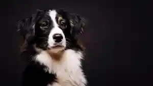 Ilustrasi-Shio-Anjing-5.jpg