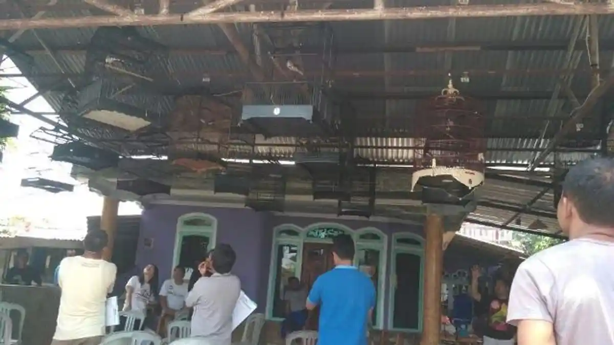 Pecinta Burung di Manggar Gelar Kontes Latber Tahun Baru 201