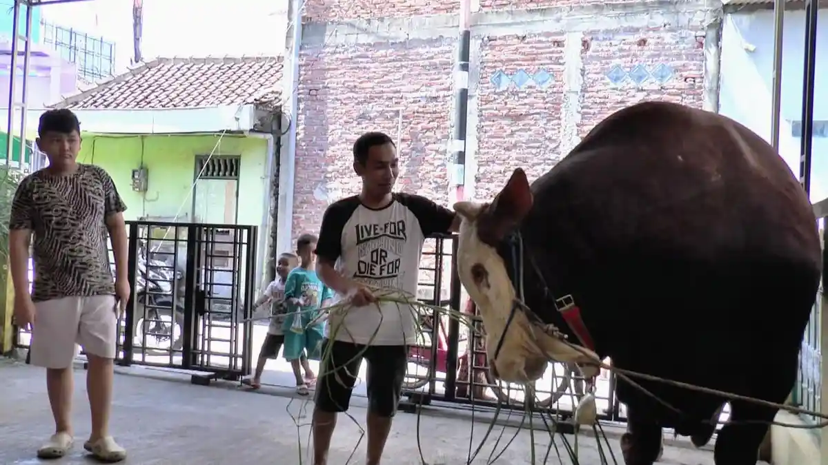 Nurul Warga Kaliwungu Kendal Tebus Sapi Limosin Rp 70 Juta untuk Dibagikan Esok Hari