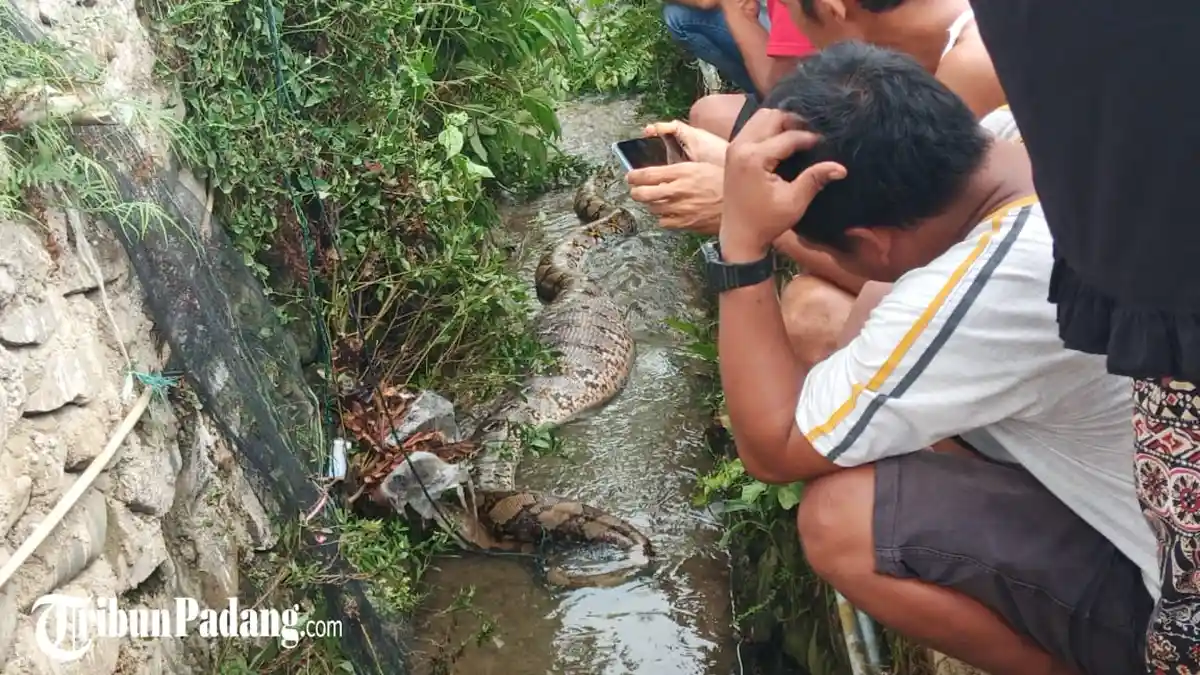 Warga Lubuk Begalung Padang Temukan Ular Piton dengan Perut Buncit, Kepala Diikat Agar Tak Kabur