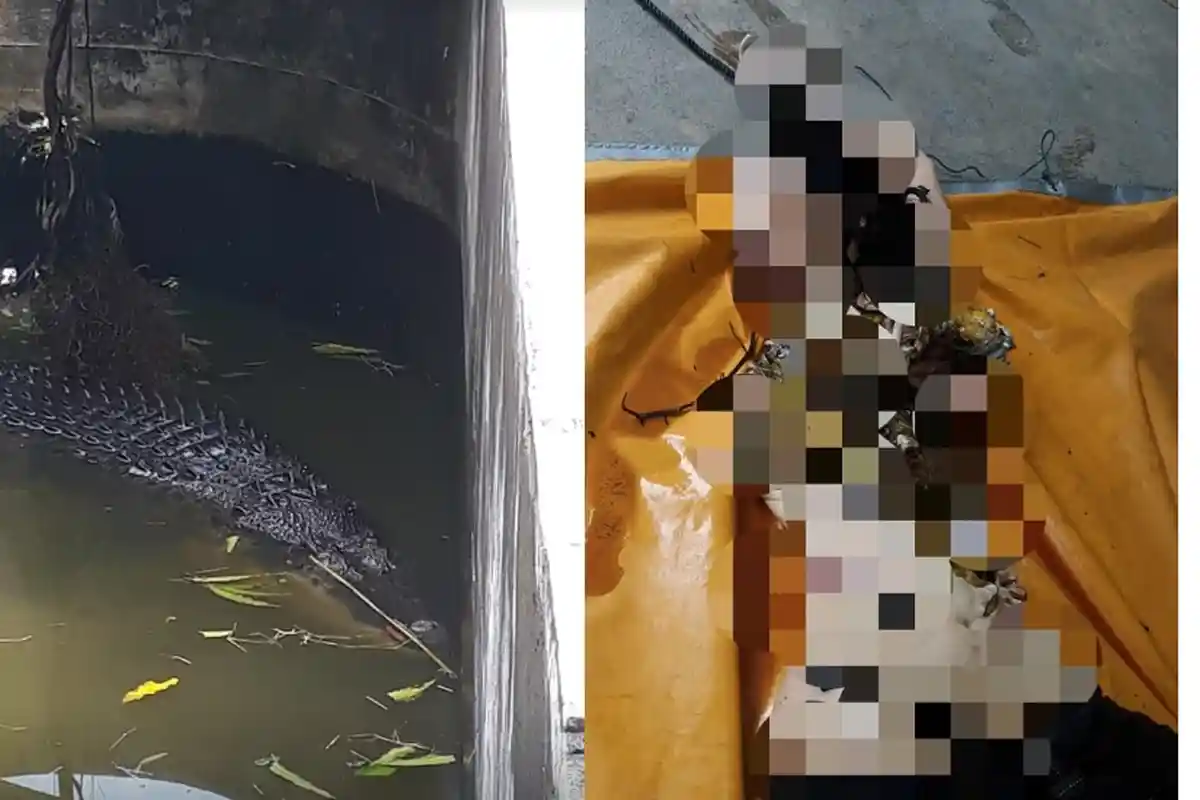 Fakta Buaya yang Terkam Deasy Tuwo - Sempat Makan Buaya Lain, dan Gemar Makan Makanan Segar