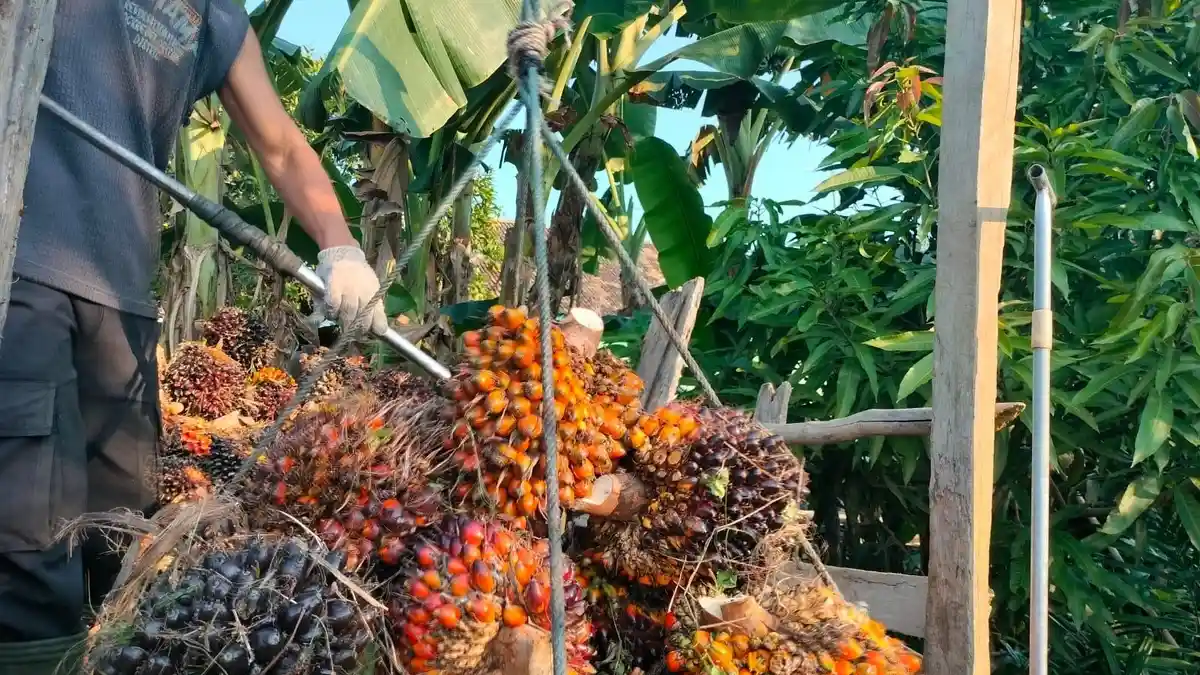 UPDATE Hari Ini Harga Sawit di Kabupaten Batanghari Rp 800 Per Kilogram
