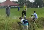 Gara-gara Tikus, Petani di Tegalwaton Semarang Empat Kali Gagal Panen