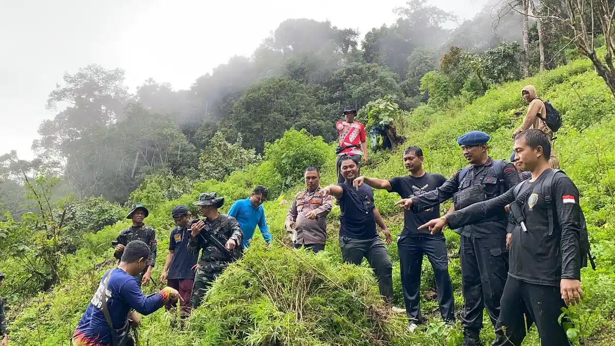 LAGI, Ladang Ganja DItemukan di Madina Sumut, Kali Ini 1 Hektare Siap Panen di Panyabungan Timur