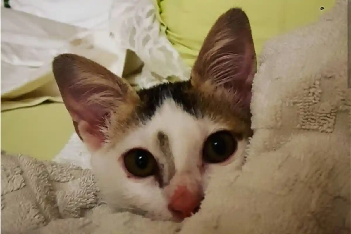 Biaya Konsultasi Dokter Hewan 2023 di Pusyankeswannak Jakarta, Benarkah Lebih Murah?