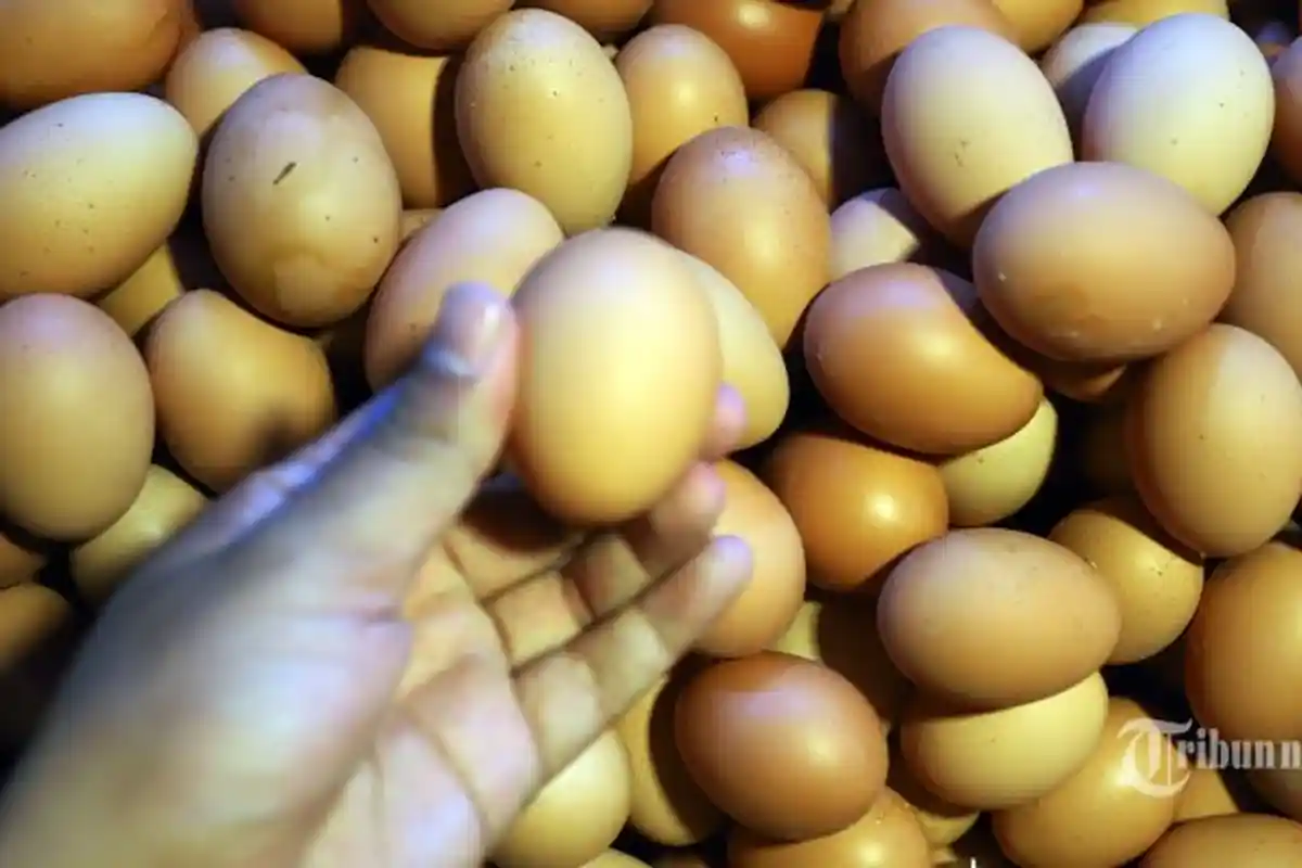 Sukseskan Program Cegah Stunting, BKKBN dan Tribun Network Kampanye Cukup Dua Telur