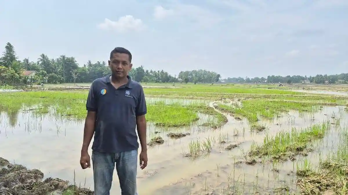 Hama Sundep dan Ancaman Iklim, Jadi Biang Kecemasan Para Petani Padi OKU Timur