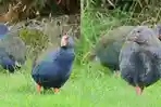20241229_Burung-Takahe-yang-Tidak-Bisa-Terbang.jpg