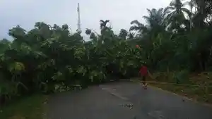 Pohon-tumbang-menimpa-kabel-listrik-milik-PLN-di-Aceh-Utara-setelah-terjadi-angin-kencang.jpg