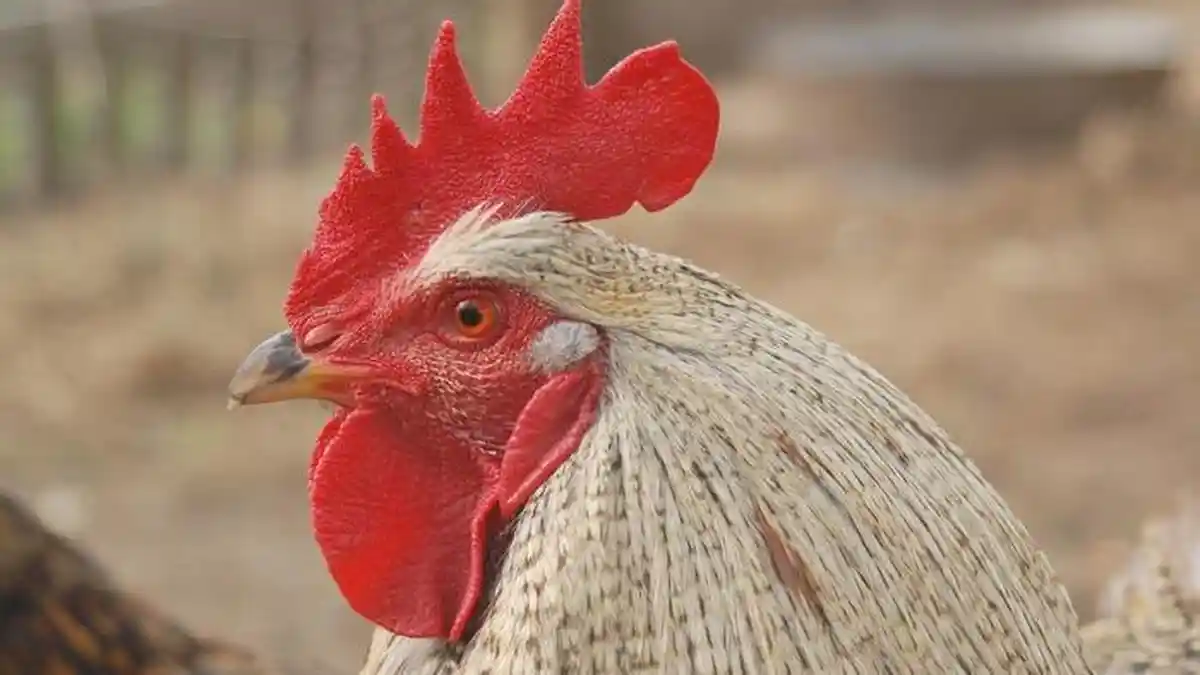 Arti Mimpi Kotoran Ayam Menurut Primbon Jawa, Pertanda Akan Muncul Masalah