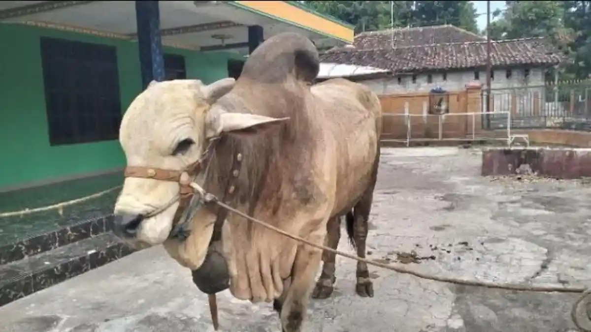 Inilah Bima Seta, Sapi Milik Peternak di Jogonalan yang Dibeli Prabowo untuk Kurban di Klaten