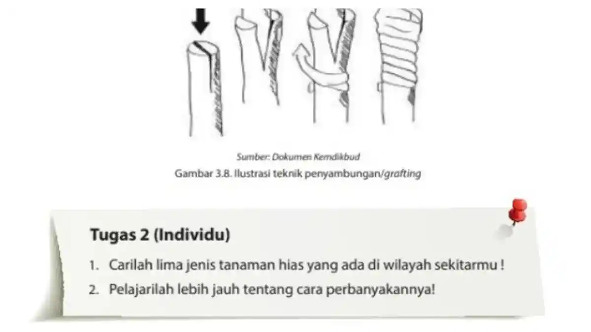 Kunci Jawaban Prakarya Kelas 10 Semester 2 Halaman 78: Perbanyakan Tanaman Hias