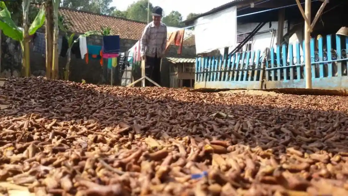 Cegah Kanker hingga Asam Urat, Ternyata Cengkeh Banyak Manfaatnya
