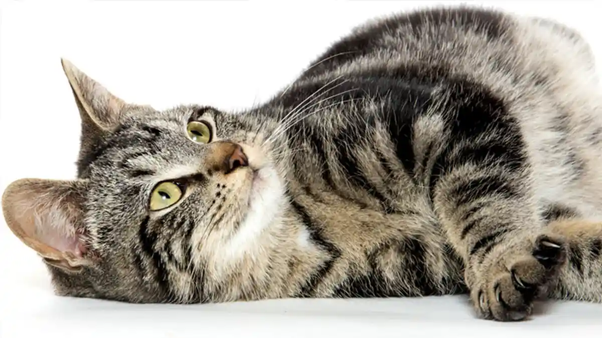 5 Manfaat Memelihara Kucing Untuk Kesehatan Mental, Mengurangi Depresi dan Membantu Hubungan Sosial