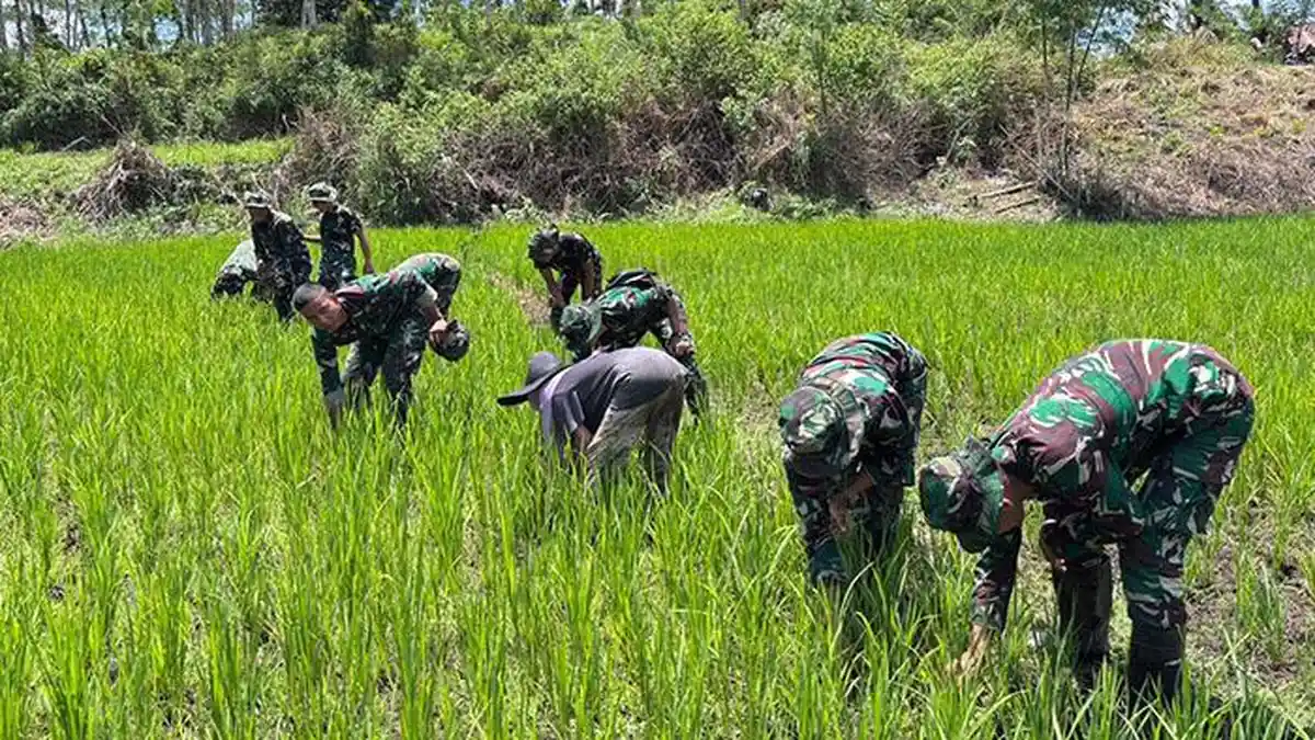Lagi, Tentara Yonif TP-857/GG Bersihkan Setengah Hektare Sawah di Mane Pidie