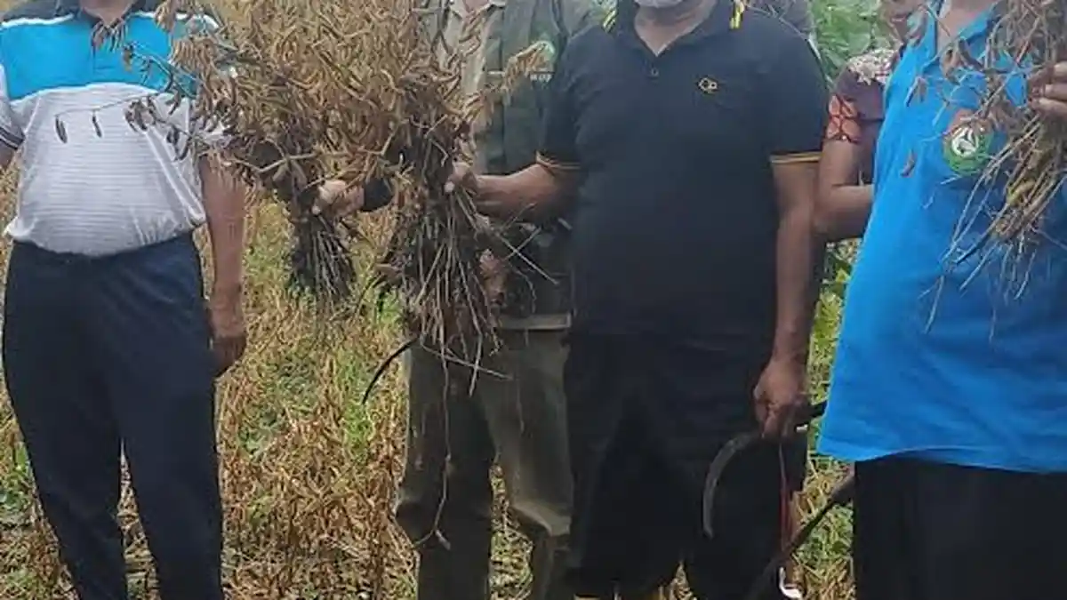 Bupati Kodi Mete  Panen Kacang Kedelai dan Tanam Padi di Kodi Sumba Barat Daya