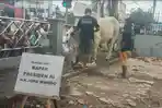 Penampakan-satu-ekor-sapi-milik-Jokowi-ada-di-Masjid-Perjuangan-45-Jalan-HM-Yamin.jpg
