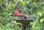 6 Orangutan akan Dilepasliarkan, BOSF Ajukan Pemanfaatan Pulau Teluk Balikpapan dan Mahakam Kaltim